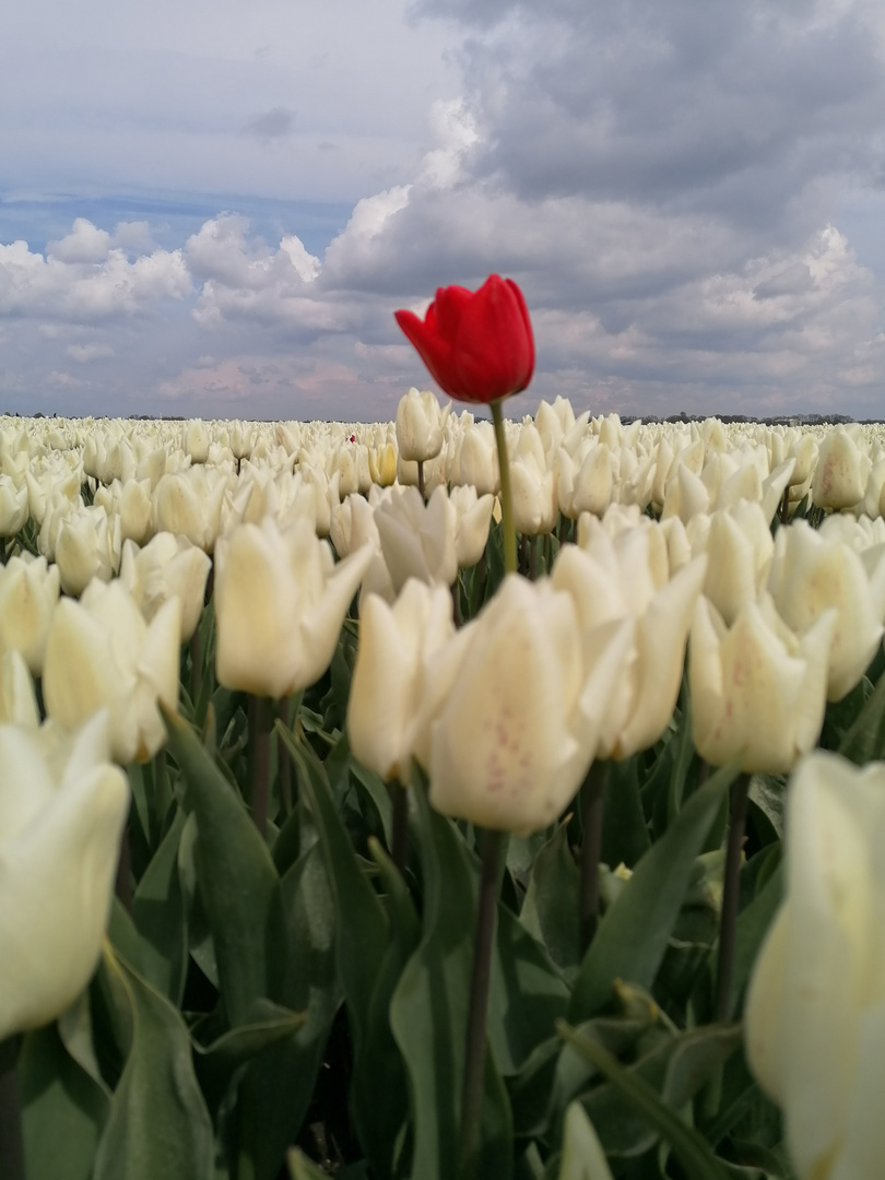 Tulpe aus Amsterdam