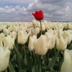 Tulpe aus Amsterdam