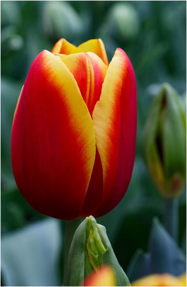 Tulpe aus 