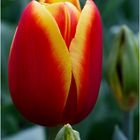 Tulpe aus 