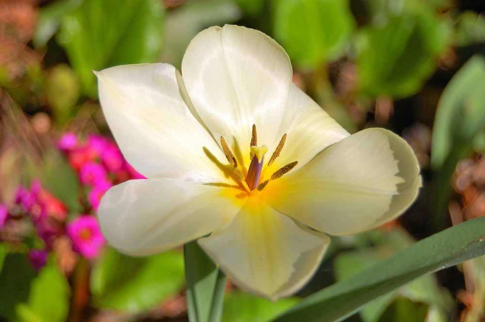 Tulpe aus dem Botanischen Garten Braunschweig