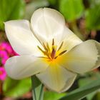 Tulpe aus dem Botanischen Garten Braunschweig