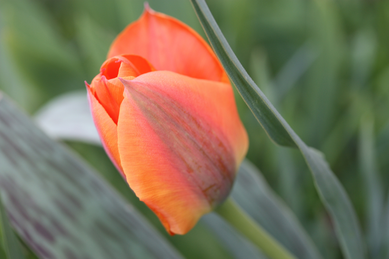 Tulpe aus dem Garten