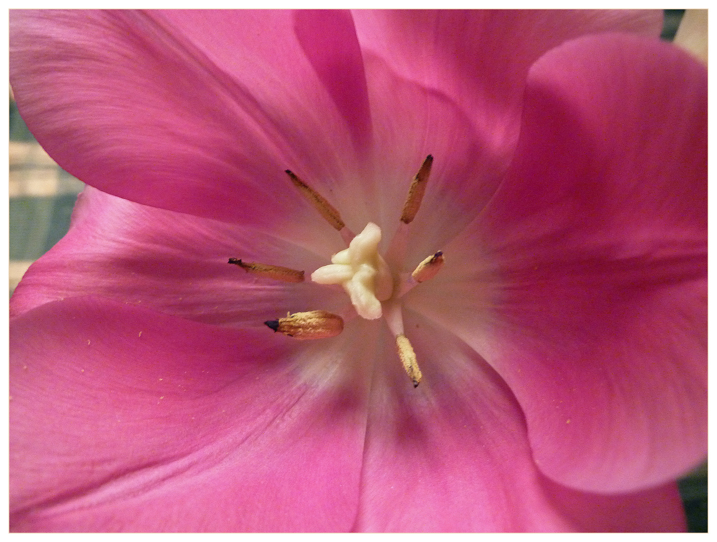 Tulpe aus dem garten - einen herzl. WE gruss an alle, die da reinschauen!!