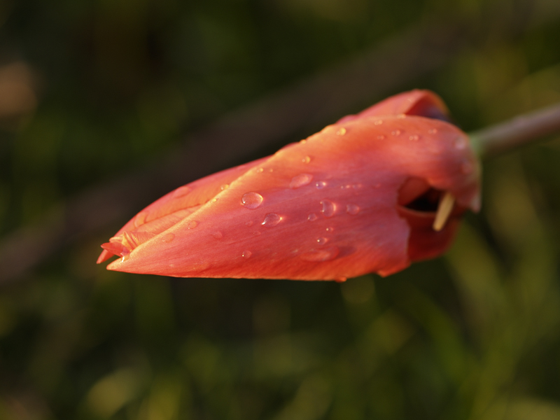 Tulpe aus der Hüfte geschossen