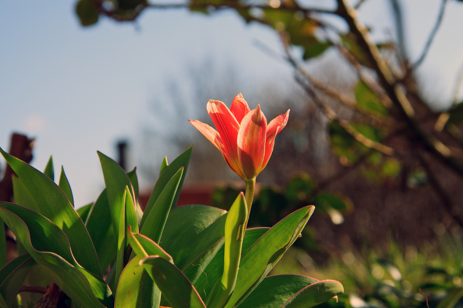 Tulpe aus der Nähe betrachtet