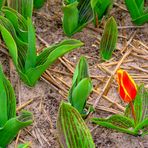 Tulpe, aus der "Nähe" von Amsterdam .