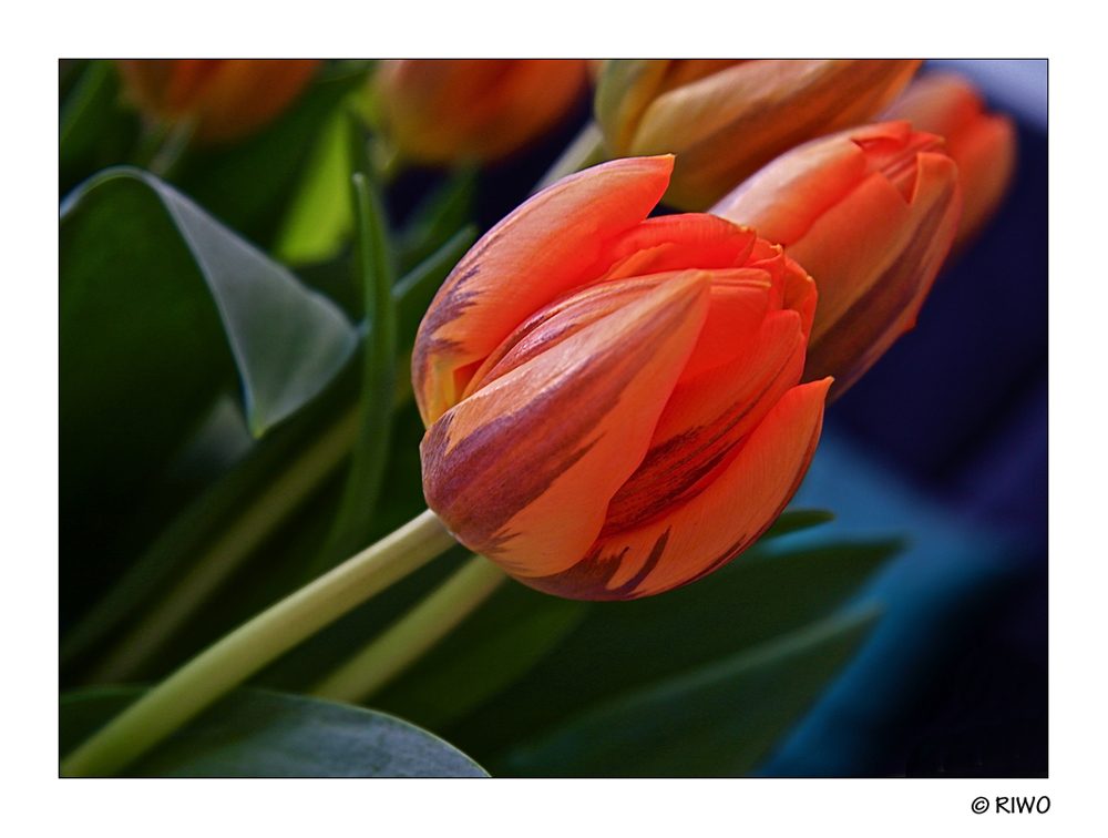 Tulpe aus der Vase aufgenommen.............