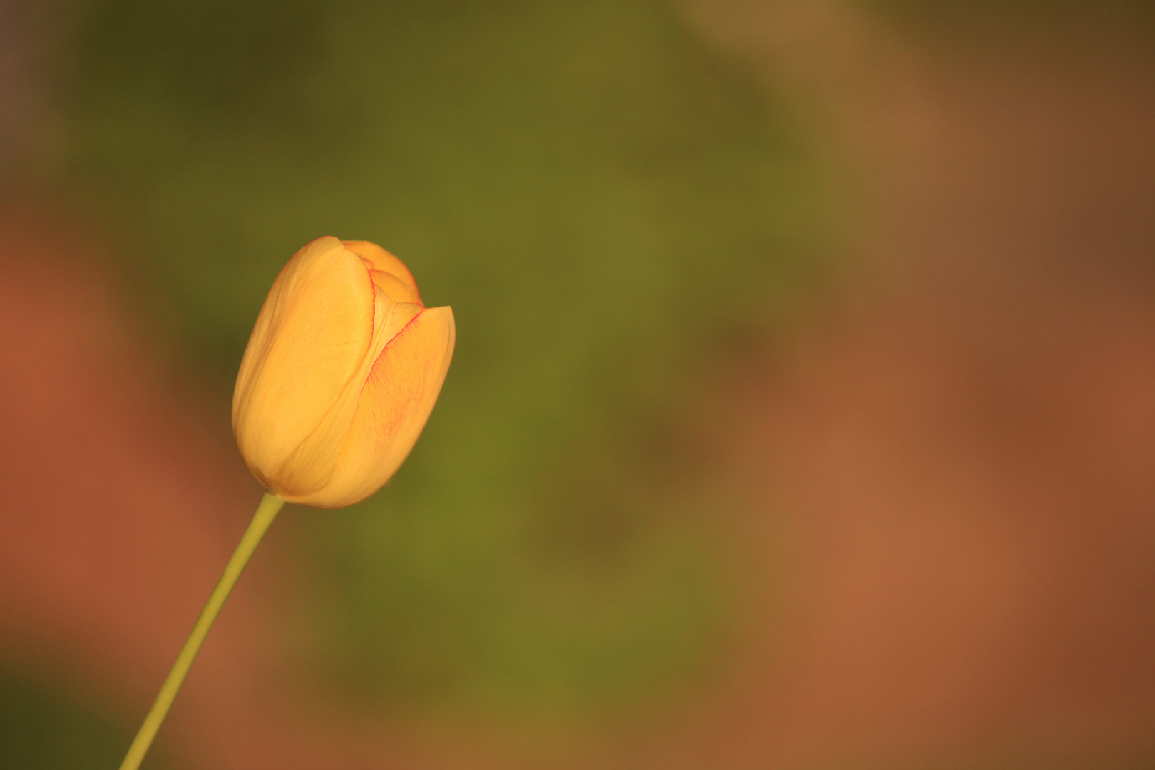 Tulpe aus Mamas Garten