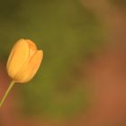 Tulpe aus Mamas Garten