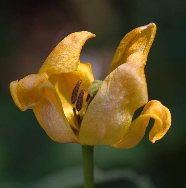 Tulpe aus unserem Garten von Kathrin v.Stockhausen-Schmolke 