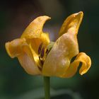 Tulpe aus unserem Garten