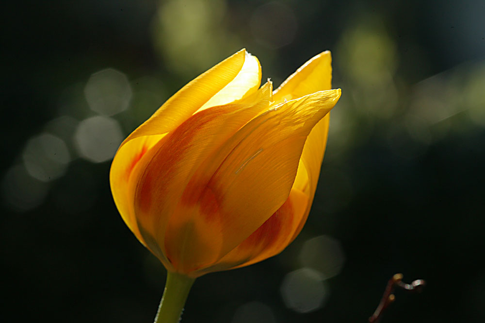 Tulpe