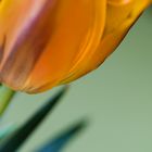 Tulpe