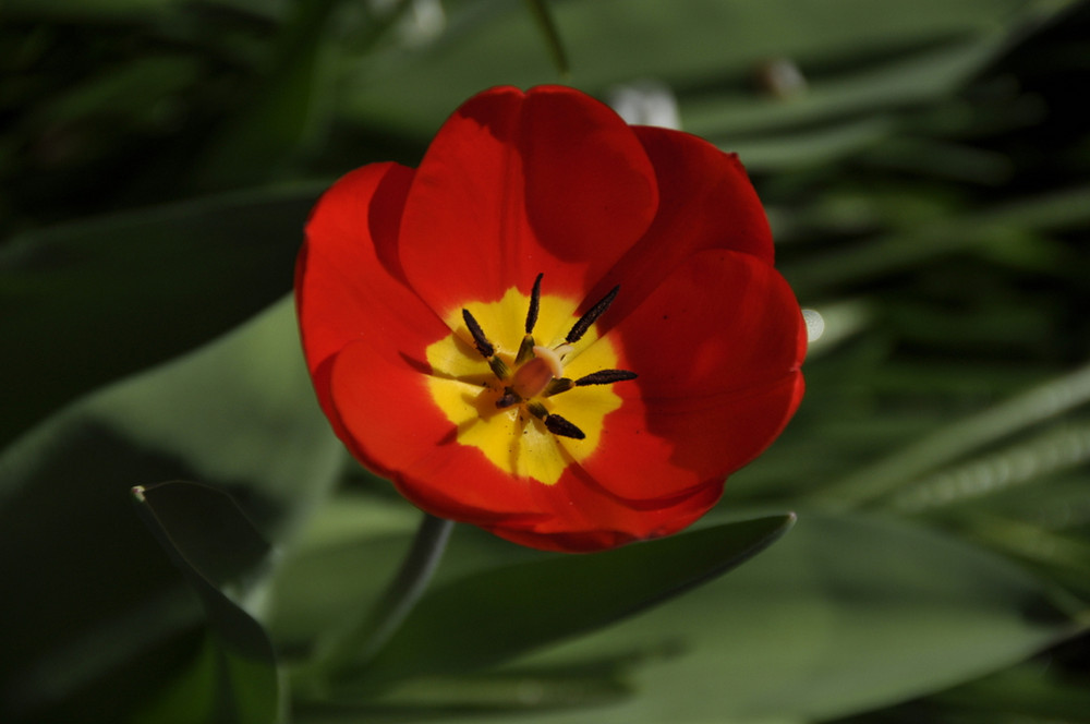 Tulpe