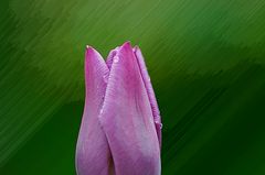 Tulpe