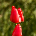 Tulpe