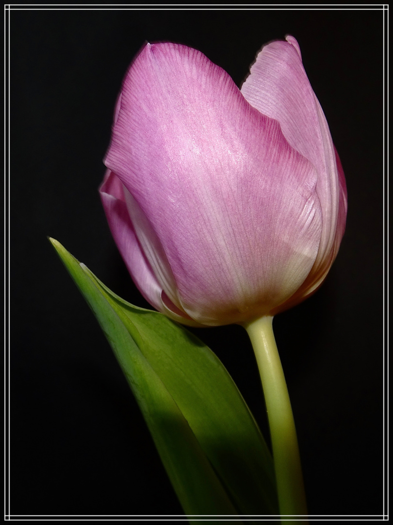 Tulpe