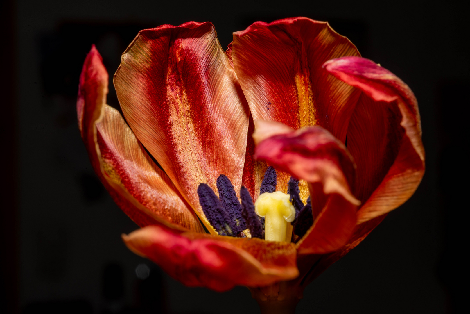 Tulpe