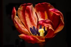 Tulpe