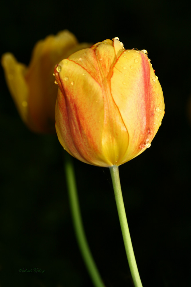 Tulpe