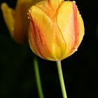 Tulpe