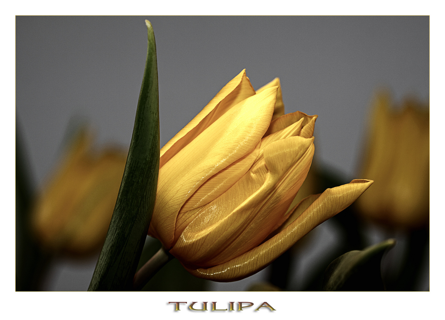 Tulpe