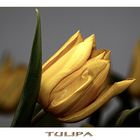 Tulpe