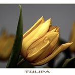 Tulpe