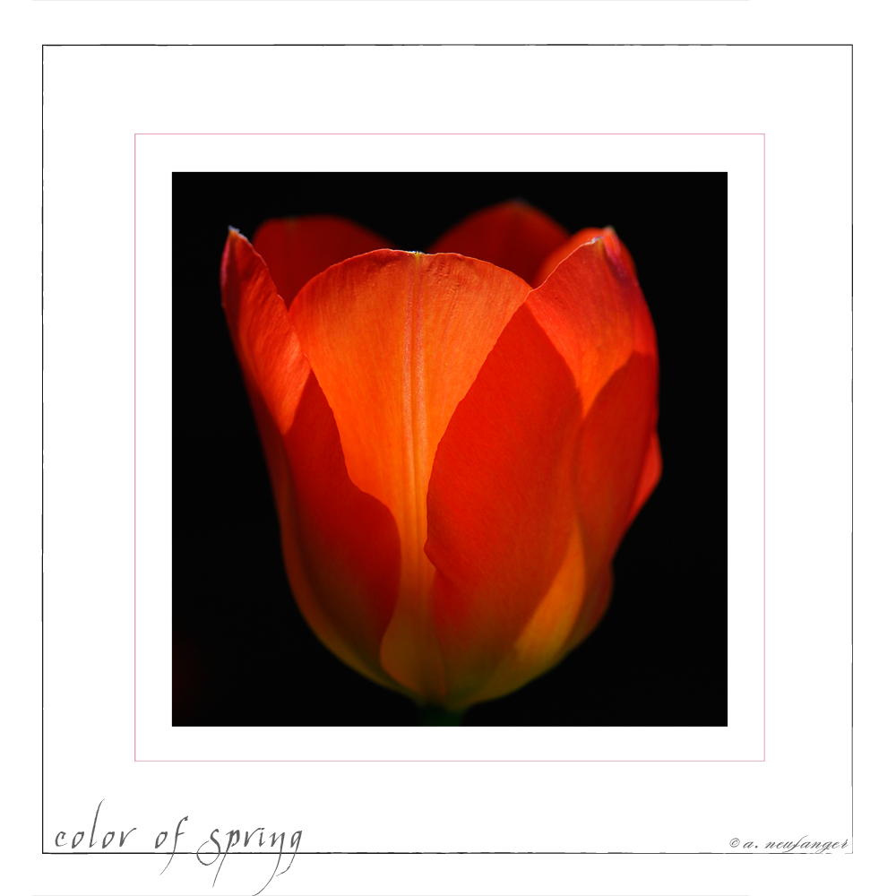 Tulpe by Andrea Neufanger 