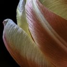 Tulpe