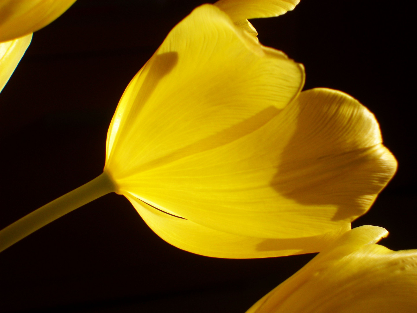 Tulpe