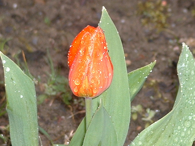 Tulpe