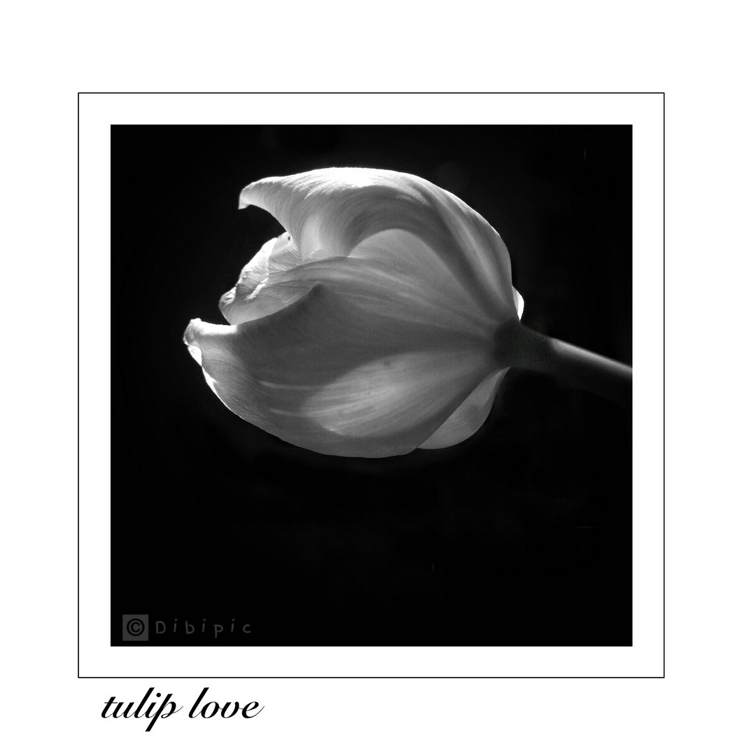 Tulpe 