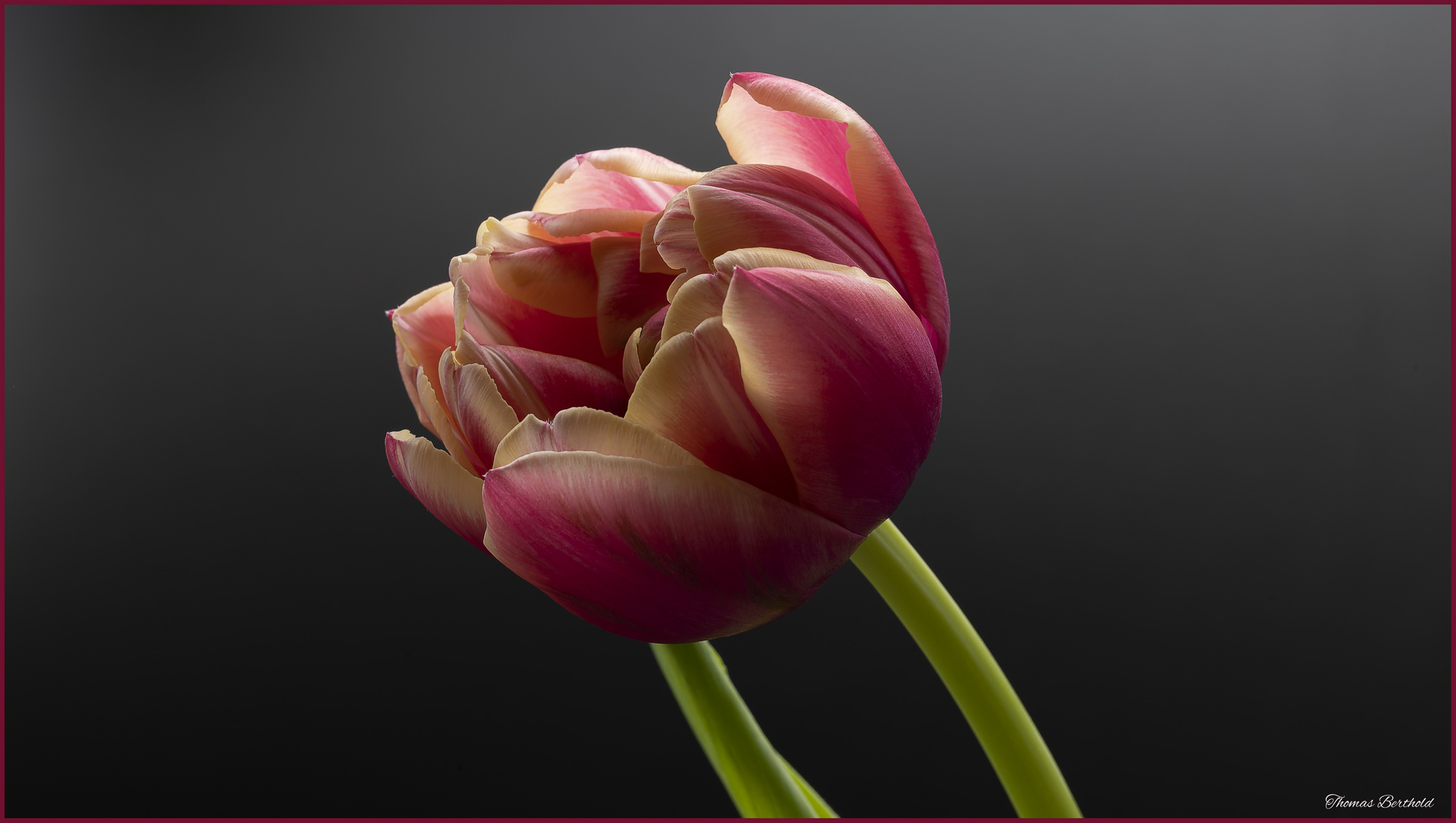 Tulpe