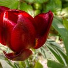 Tulpe