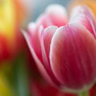 Tulpe