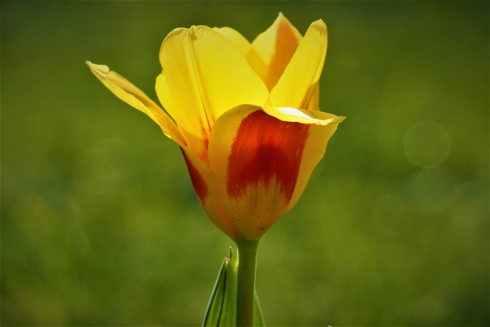 Tulpe