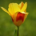 Tulpe