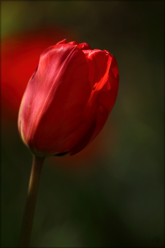 Tulpe...