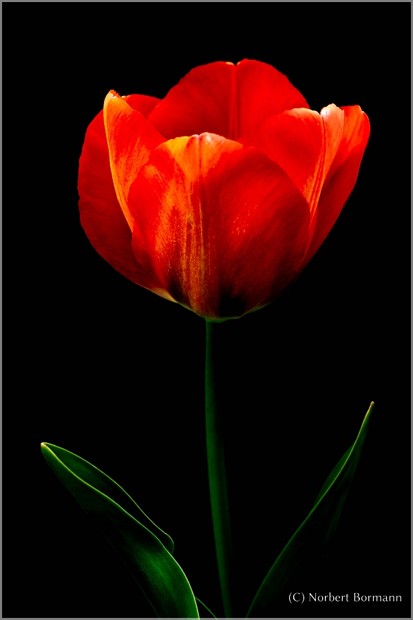 Tulpe