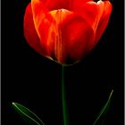 Tulpe