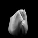 Tulpe