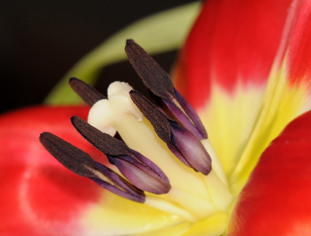 Tulpe..