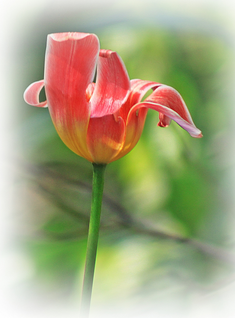 Tulpe 