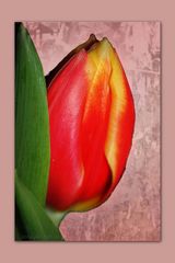 ~Tulpe~