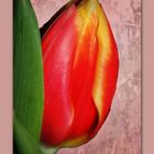 ~Tulpe~