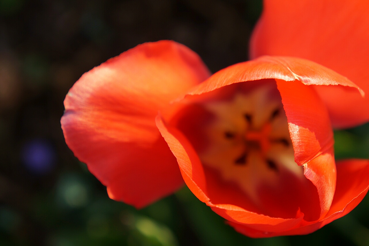 Tulpe 