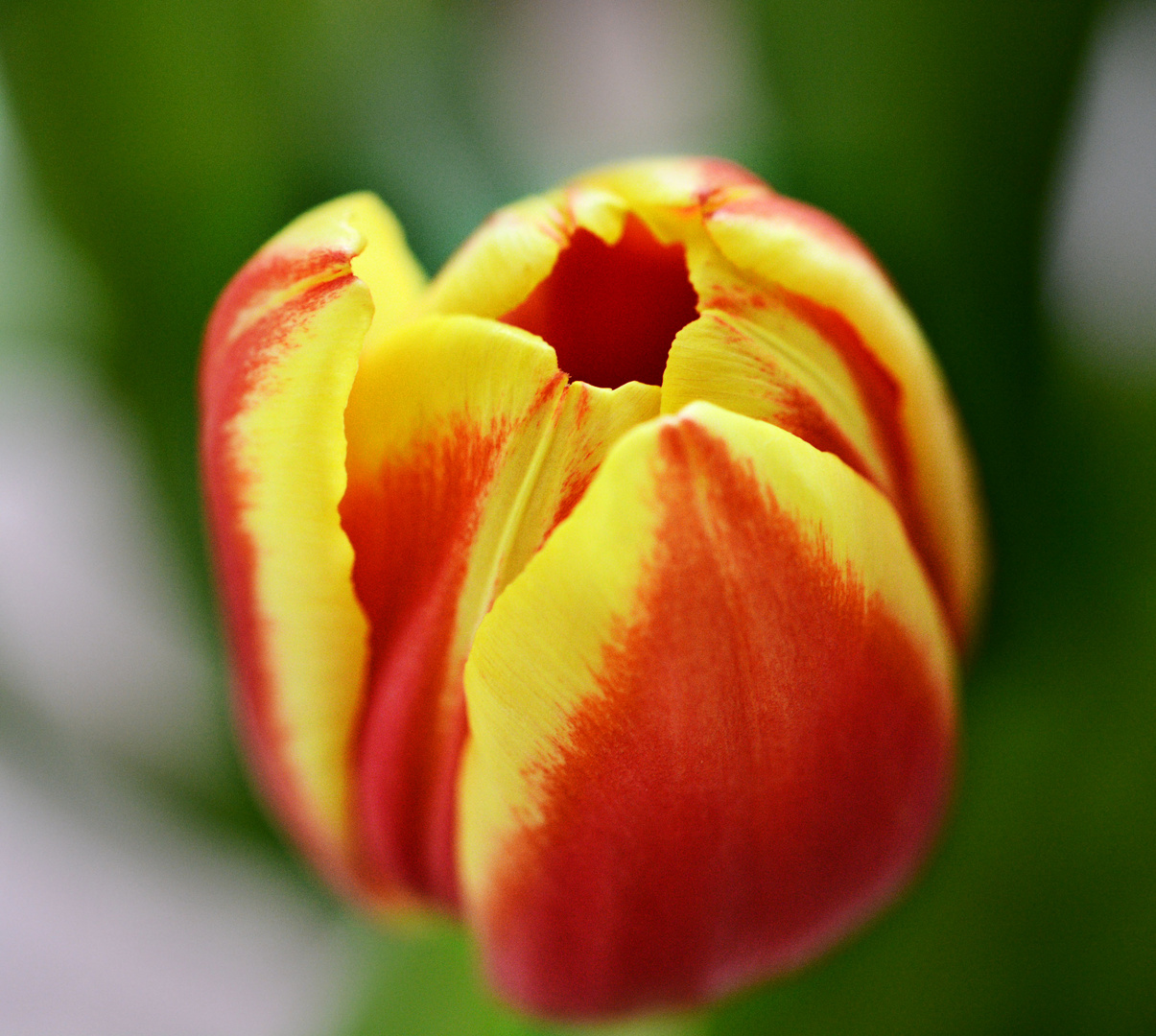 Tulpe