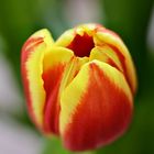 Tulpe